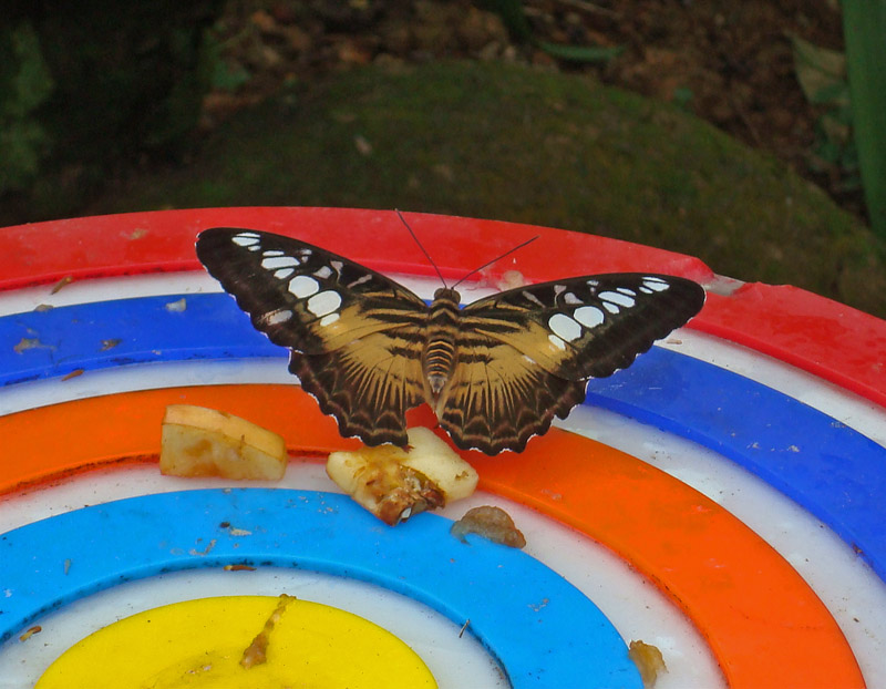 Black and Tan Butterfly Eating