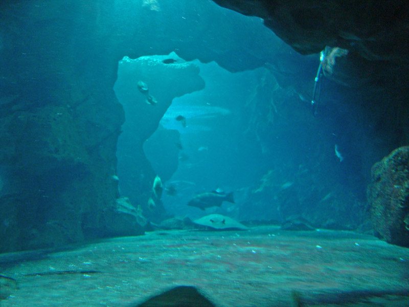 The Aquarium at Underwater World Singapore