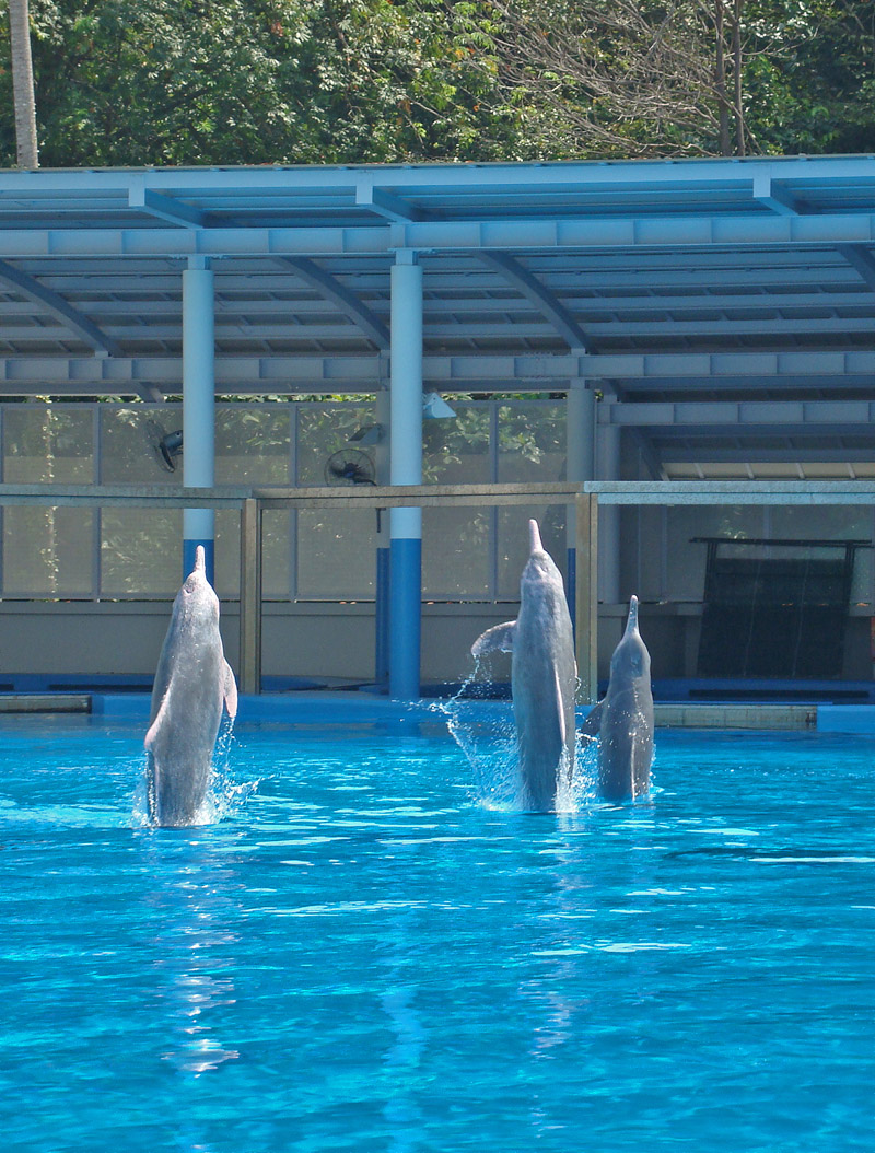 Pink Dolphins at Underwater World