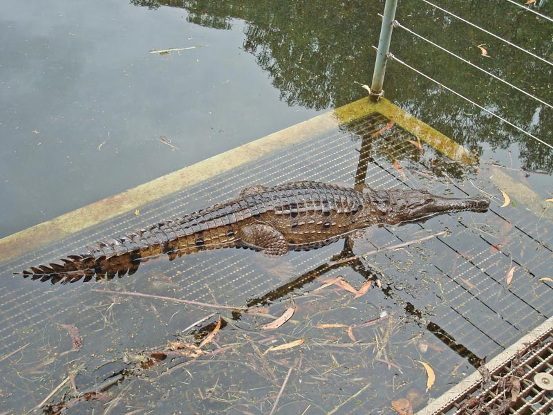 Small crocodile in a billabong